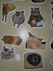50 Cat Meme Stickers Kitty Faces Cute Cats Decals Laptop Phone Water Bottle