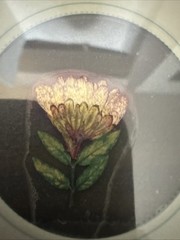 Lot Of 8 REAL Pressed Flowers Stickers Vintage Victorias Garden Scrapbook-22