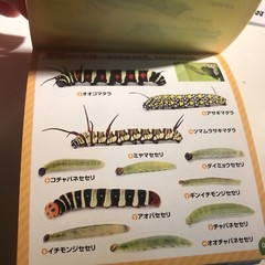 Japanese Caterpillar Stickers book 250 Stickers Shogakkan NEO