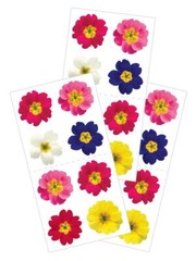 Crafts Stickers PH Slim Primrose Flowers Yellow Pink Purple White Real Look